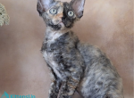 Iskra - Devon Rex Kitten For Sale - Norwalk&comma; CT&comma; US