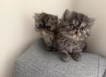 sweet bonded pair - Persian Kitten For Sale - 