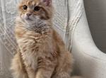 Hailey of Kingdom of Northumbria - Maine Coon Kitten For Sale - Chandler Heights&comma; AZ&comma; US
