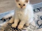 Flame point - Persian Kitten For Sale - 