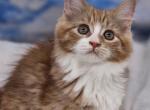 Red Female - Ragamuffin Kitten For Sale - Poplar Grove&comma; IL&comma; US
