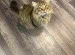 Spunky - Ragdoll Cat For Sale - Lynnfield&comma; MA&comma; US