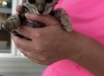Mo - Bengal Kitten For Sale - Macon&comma; MO&comma; US