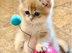 Gold - British Shorthair Kitten For Sale - 