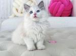 TICA King Full Breeding Rights Sterling Blue - Ragdoll Cat For Sale - 