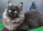 Sarah - Maine Coon Kitten For Sale - 