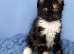 Girl V27 - Maine Coon Kitten For Sale - 