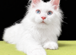 Boy V32 - Maine Coon Kitten For Sale - 