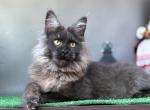 Sarah - Maine Coon Kitten For Sale - Millingport&comma; NC&comma; US