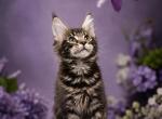 Angel Heart Main Coon Babies - Maine Coon Kitten For Sale - Parma Heights&comma; OH&comma; US