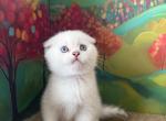 Snowys  Kittens - Scottish Fold Kitten For Sale - Finksburg&comma; MD&comma; US
