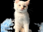 Cheesecake and Cracker Jack - Ragdoll Kitten For Sale - Wimauma&comma; FL&comma; US