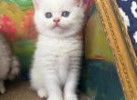 Snowy kittens - Scottish Straight Kitten For Sale - Finksburg&comma; MD&comma; US