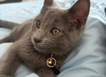 Kenshi - Russian Blue Kitten For Sale - GR&comma; MI&comma; US