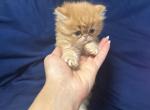 Bella babies - Persian Kitten For Sale - Cumming&comma; GA&comma; US
