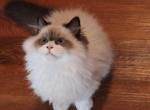 Seal bicolor - Ragdoll Kitten For Sale - Bristow&comma; VA&comma; US