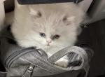 Lilac Bicolor Male CFA Registered - Himalayan Kitten For Sale - Palm Coast&comma; FL&comma; US
