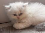 Lilac Bicolor Male CFA Registered - Himalayan Kitten For Sale - Palm Coast&comma; FL&comma; US