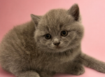 MALE BRITISH SHORTHAIR KITTEN - British Shorthair Kitten For Sale - Hoboken&comma; NJ&comma; US