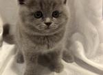 BEST OF THE BEST - British Shorthair Kitten For Sale - Hoboken&comma; NJ&comma; US