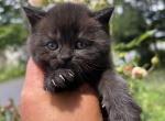 SMOKEY - British Shorthair Kitten For Sale - Hoboken&comma; NJ&comma; US