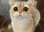 British Shorthair Golden Female Retired - British Shorthair Cat For Sale/Retired Breeding - 