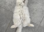 Scottish Fold Silver Chinchilla Female Retiring - Scottish Fold Cat For Sale/Retired Breeding - Orlando&comma; FL&comma; US