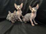 Star sphynx - Sphynx Kitten For Sale - Blackwood&comma; NJ&comma; US