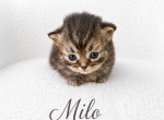 Milo - Minuet Kitten For Sale - Neosho&comma; MO&comma; US