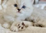 Mr Polar Bear - Persian Kitten For Sale - JAX&comma; FL&comma; US