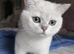 Roland - British Shorthair Cat For Sale - Las Vegas&comma; NV&comma; US