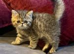 Tiger - Exotic Kitten For Sale - Walpole&comma; MA&comma; US