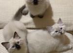 Nellie & Buzz - Ragdoll Kitten For Sale - New Orleans&comma; LA&comma; US