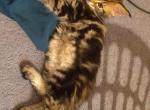 Clara Chia Shakira and Piques Kittens - Maine Coon Kitten For Sale - Wrentham&comma; MA&comma; US