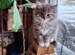 Nancys girl - Ragdoll Kitten For Sale - 