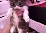 Maine coon and manx cross - Maine Coon Kitten For Sale - Cushing&comma; TX&comma; US