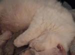 Arwen Snowball - Ragdoll Kitten For Sale - 