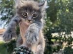 Highland Lynx June litter - Highlander Kitten For Sale - Absarokee&comma; MT&comma; US