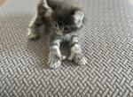 Polydactyl - Polydactyl Kitten For Sale - Absarokee&comma; MT&comma; US