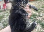 Maine Coons in Montana - Maine Coon Kitten For Sale - Absarokee&comma; MT&comma; US