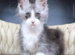 Yan - Maine Coon Kitten For Sale - Millingport&comma; NC&comma; US