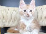 Yarik - Maine Coon Kitten For Sale - Millingport&comma; NC&comma; US