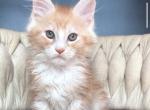 Yogurt - Maine Coon Kitten For Sale - Millingport&comma; NC&comma; US