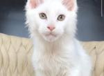 Xanti - Maine Coon Kitten For Sale - Virginia Bch&comma; VA&comma; US