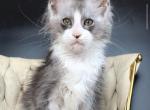 Yan - Maine Coon Kitten For Sale - Virginia Bch&comma; VA&comma; US