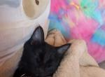 Diorr - Domestic Kitten For Sale - Orland Park&comma; IL&comma; US
