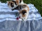 Maine Coon Kittens - Maine Coon Kitten For Sale - 