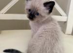 Male1 - Balinese Kitten For Sale - Syracuse&comma; NY&comma; US
