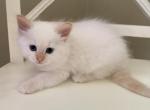 M1 - Balinese Kitten For Sale - Syracuse&comma; NY&comma; US