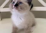 M2 - Balinese Kitten For Sale - Syracuse&comma; NY&comma; US